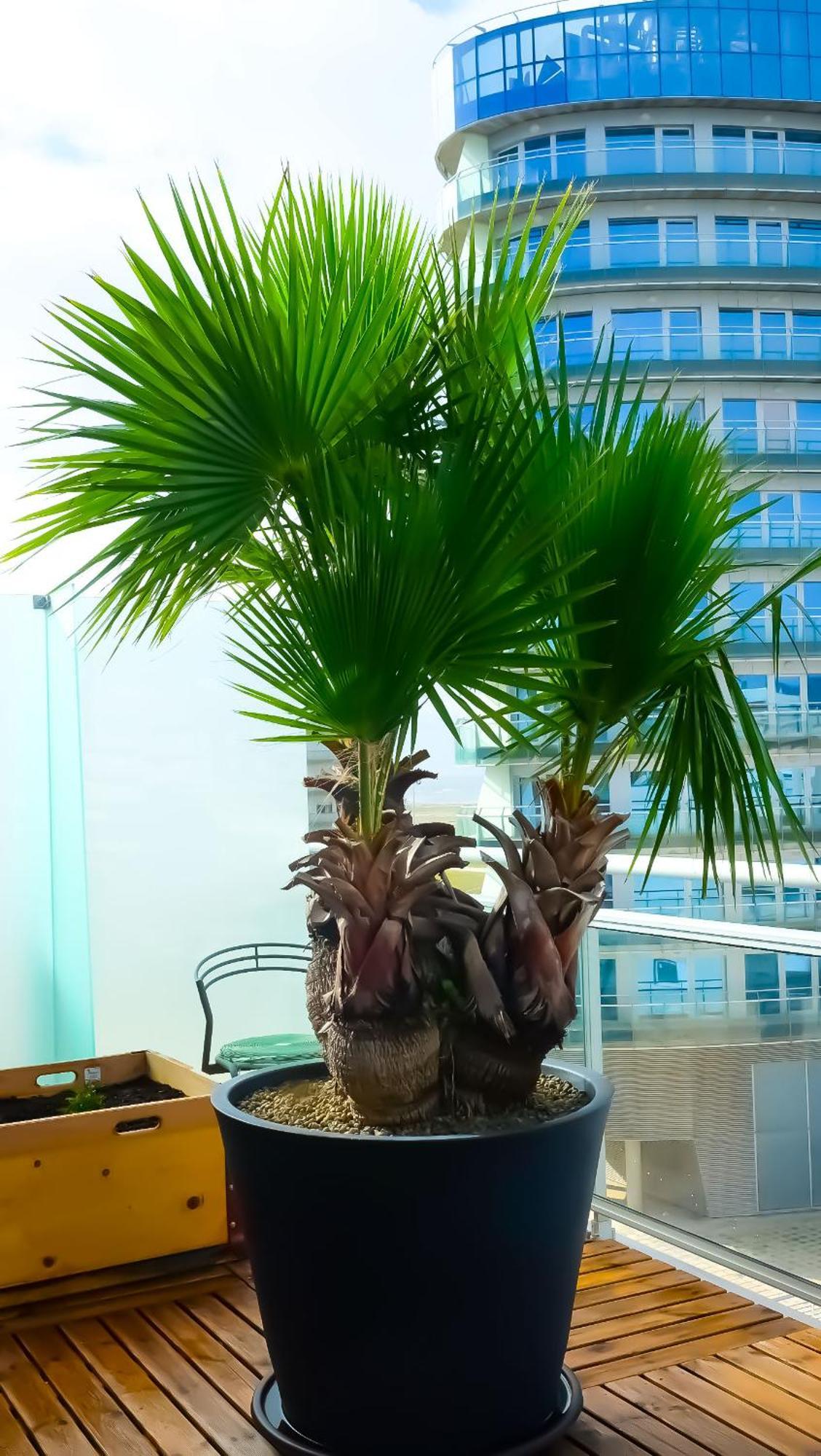 Apartment Oasis Buarcos